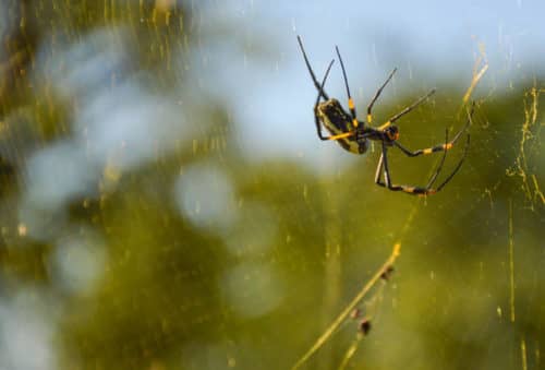 hunting-picture-golden-orb-spider