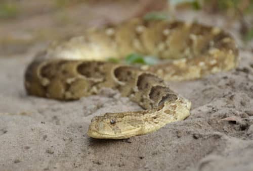 hunting picture-african-puff-adder-ndumo-safaris