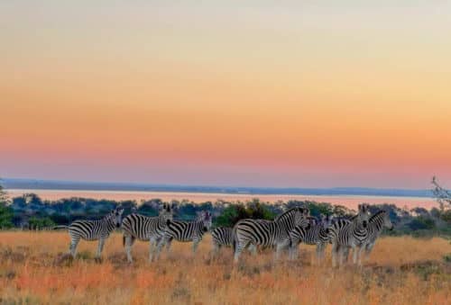 hunting picture-burchells-zebra-somerby-safaris