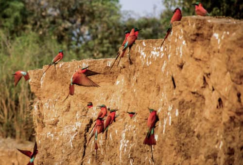 hunting picture-carmine-bee-eaters-nyakasanga