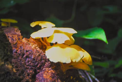 Hunting pictures - Rainforest-mushrooms