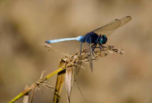 hunting-picture-Dragon-fly-in-Cameroon