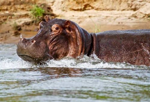 film your hunt - hippo