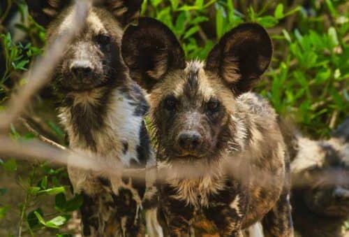 film your safari - African painted dog