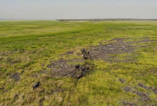 film your safari - Autralian water buffalo