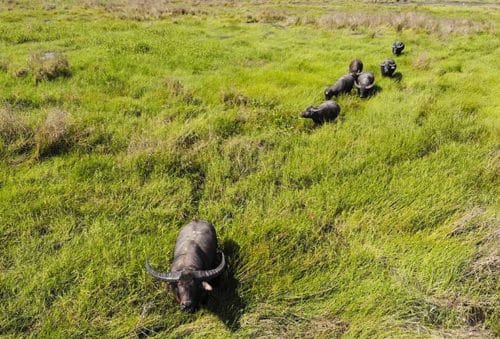 film your safari - Autralia water buffalo