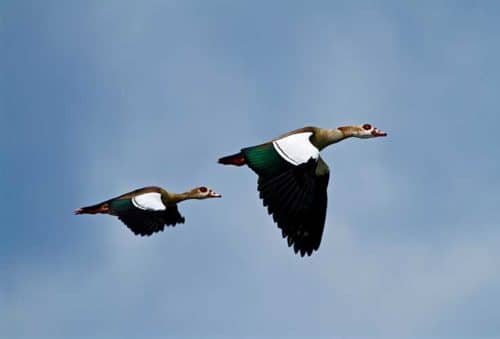 film your safari - egyptian geese