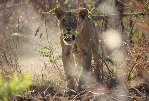 film your safari - lioness charge